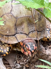 Terrapene carolina triunguis