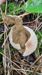 Lycoperdon perlatum