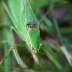 Microcentrum retinerve