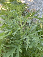 Urtica cannabina