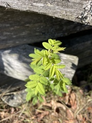 Rosa nutkana