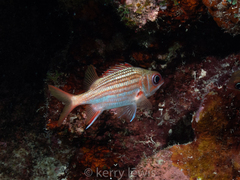 Neoniphon vexillarium