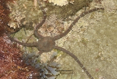 Ophioderma panamense