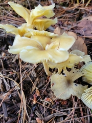 Gerronema strombodes