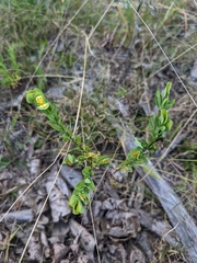 Hypericum hypericoides