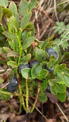 Vaccinium myrtillus
