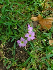 Oxalis drummondii
