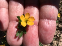 Kallstroemia parviflora