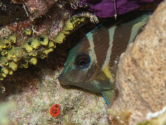 Acanthurus coeruleus
