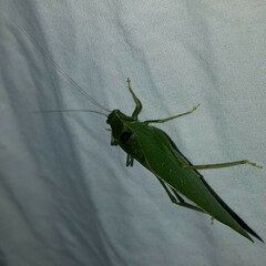 Microcentrum retinerve