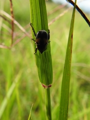 Callirhinus metallescens
