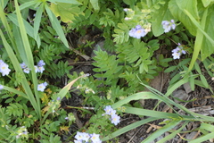 Polemonium californicum