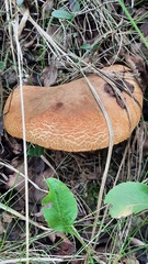 Xerocomus subtomentosus