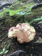 Baorangia bicolor