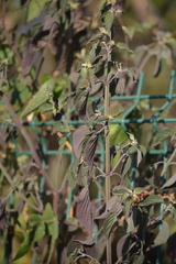 Salvia polystachia