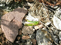 Omocestus viridulus