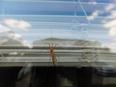 Nephrotoma ferruginea