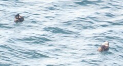 Somateria mollissima