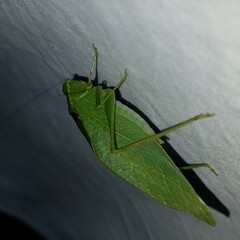 Microcentrum retinerve