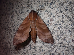 Ampelophaga rubiginosa