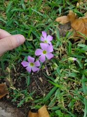 Oxalis drummondii