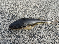 Leptocottus armatus