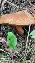 Xerocomus subtomentosus