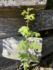 Rosa nutkana