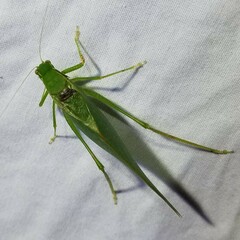 Microcentrum retinerve