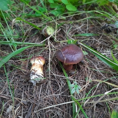 Suillus clintonianus