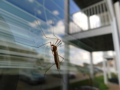 Nephrotoma ferruginea