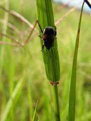 Callirhinus metallescens