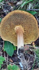 Xerocomus subtomentosus