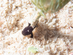 Antennarius multiocellatus