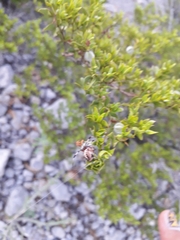 Neoscona orizabensis