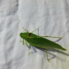 Microcentrum retinerve