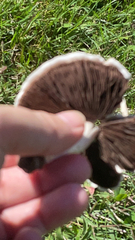 Agaricus campestris