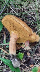 Xerocomus subtomentosus