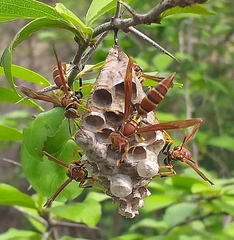 Polistes instabilis