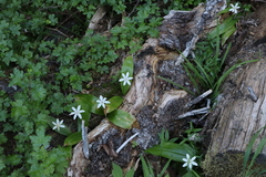 Clintonia uniflora