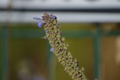 Salvia polystachia