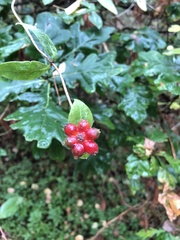 Lonicera periclymenum