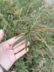 Artemisia vulgaris