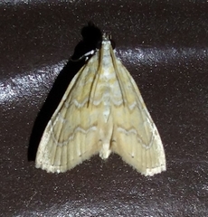 Glaphyria sesquistrialis