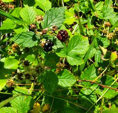 Rubus polonicus