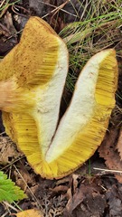 Xerocomus subtomentosus