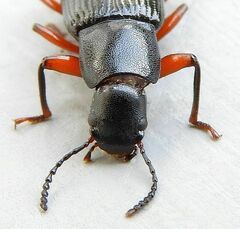 Xylopinus saperdoides