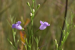 Agalinis aspera
