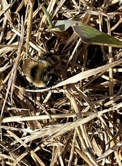 Bombus sylvicola