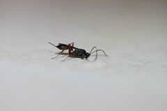 Agrothereutina